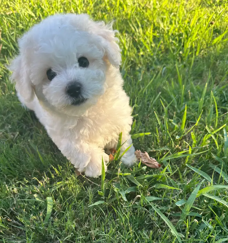 Dolly