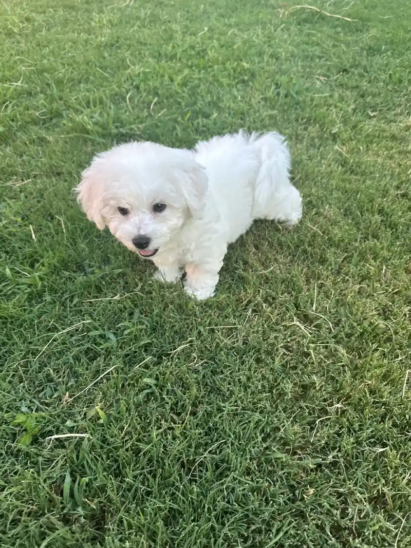 Dolly