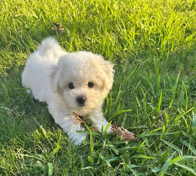 Dolly