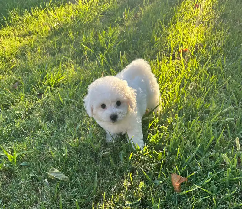 Dolly
